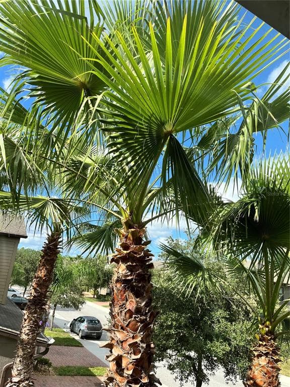 17371 OLD TOBACCO ROAD, LUTZ, FL 33558 photo 5