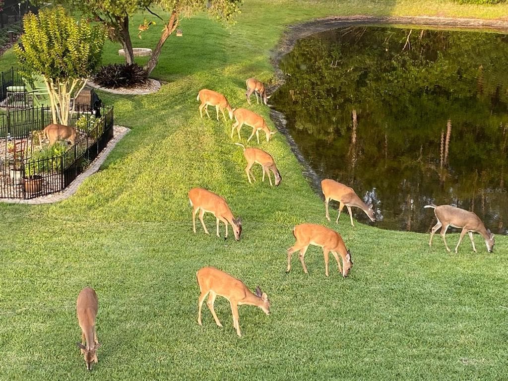 13106 ROYAL GEORGE AVENUE, ODESSA, FL, 33556 photo 3