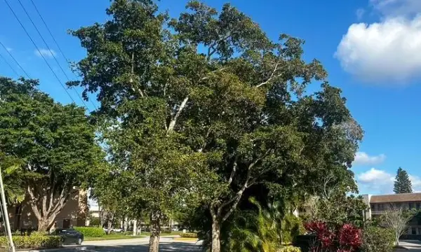 10332 Sunrise Lakes Boulevard 111, Sunrise, FL 33322
