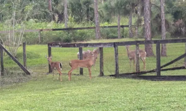 5637 Cougars Prowl, Lake Worth, FL 33449